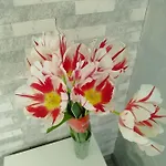 Aпартамент 5 * 瓦爾納
