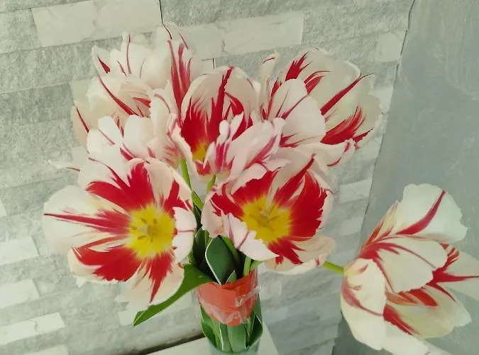 Aпартамент 5 * Varna